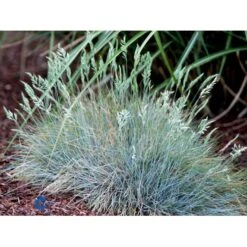 Blå Bjørnegræs 'Elijah Blue' Festuca Glauca 'Elijah Blue' 1 Liter Potte -Siriu Planter Butik fi8785 festuca glauca elijah blue 9555