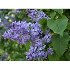 Almindelig Syren Syringa Vulgaris Solitær Busk 150-175 Cm. - Med Klump -Siriu Planter Butik fi893 syringa vulgaris 1e27