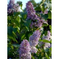 Almindelig Syren Syringa Vulgaris Solitær Busk 150-175 Cm. - Med Klump -Siriu Planter Butik fi893 syringa vulgaris dc00