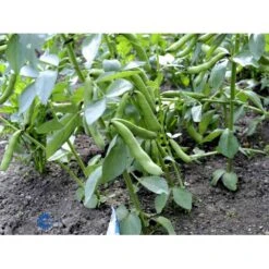 Valskbønne 'Express' Øko Vicia Faba 'Express' Frøpose, Antal Pr. Pakke, Ca. 13 Stk. -Siriu Planter Butik fi917 boenne valsk 12f8