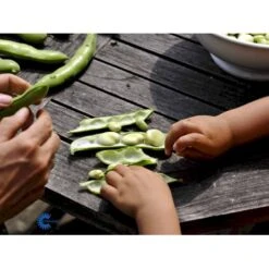 Valskbønne 'Express' Øko Vicia Faba 'Express' Frøpose, Antal Pr. Pakke, Ca. 13 Stk. -Siriu Planter Butik fi917 boenne valsk b39f