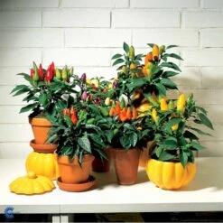 Chilipeber 'Lombardo' Capsicum Annuum 'Lombardo' Pose Med Frø Eller Løg, 5 -Siriu Planter Butik fi918 capsicum annuum 888c