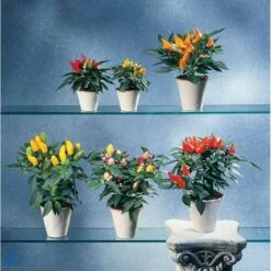 Chilipeber 'Lombardo' Capsicum Annuum 'Lombardo' Pose Med Frø Eller Løg, 5 -Siriu Planter Butik fi918 capsicum annuum b581