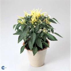 Chilipeber 'Lombardo' Capsicum Annuum 'Lombardo' Pose Med Frø Eller Løg, 5 -Siriu Planter Butik fi918 capsicum annuum e77b