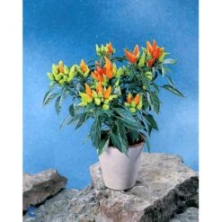 Chilipeber 'Lombardo' Capsicum Annuum 'Lombardo' Pose Med Frø Eller Løg, 5 -Siriu Planter Butik fi918 capsicum annuum ea69