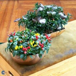 Chilipeber 'Lombardo' Capsicum Annuum 'Lombardo' Pose Med Frø Eller Løg, 5 -Siriu Planter Butik fi918 capsicum annuum f2f9