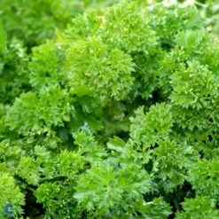 Rodpersille 'Halblange' Petroselinum Crispum 'Halblange' Pose Med Frø Eller Løg, 100 -Siriu Planter Butik fi957 petroselinum crispum d67c