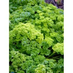Rodpersille 'Halblange' Petroselinum Crispum 'Halblange' Pose Med Frø Eller Løg, 100 -Siriu Planter Butik fi957 petroselinum crispum f1e2