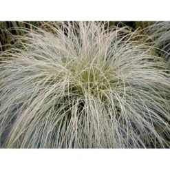 Star 'Frosted Curls' Carex Comans 'Frosted Curls' Potte 2 Liter. 7 Star 'Frosted Curls' Carex Comans 'Frosted Curls' Potte 2 Liter. -Siriu Planter Butik mi10938 carex comans frosted curls 5017