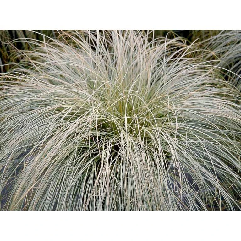 Star 'Frosted Curls' Carex Comans 'Frosted Curls' Potte 2 Liter. 5 Star 'Frosted Curls' Carex Comans 'Frosted Curls' Potte 2 Liter. - Billede 3