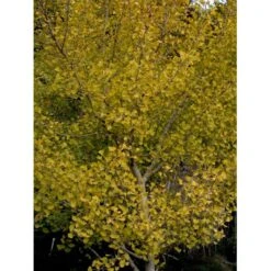 Tempeltræ Ginkgo Biloba Potte 7,5 Liter 175-200 Cm. -Siriu Planter Butik mi1094 ginkgo biloba 819f