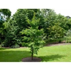 Tempeltræ Ginkgo Biloba Potte 7,5 Liter 175-200 Cm. -Siriu Planter Butik mi1094 ginkgo biloba af66