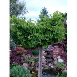 Kugle-Tempeltræ 'Mariken' Ginkgo Biloba 'Mariken' Opstammet 60 Cm. 7,5 Liter Potte -Siriu Planter Butik mi1109 ginkgo biloba mariken 06fc