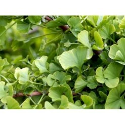 Kugle-Tempeltræ 'Mariken' Ginkgo Biloba 'Mariken' Opstammet 60 Cm. 7,5 Liter Potte -Siriu Planter Butik mi1109 ginkgo biloba mariken 366f