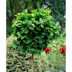 Kugle-Tempeltræ 'Mariken' Ginkgo Biloba 'Mariken' Opstammet 60 Cm. 7,5 Liter Potte -Siriu Planter Butik mi1109 ginkgo biloba mariken 3769