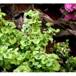 Kugle-Tempeltræ 'Mariken' Ginkgo Biloba 'Mariken' Opstammet 60 Cm. 7,5 Liter Potte -Siriu Planter Butik mi1109 ginkgo biloba mariken 99fb