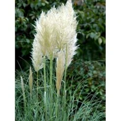 Pampasgræs Cortaderia Selloana 5 Liter Potte -Siriu Planter Butik mi11123 cortaderia selloana e346