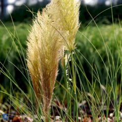 Pampasgræs Cortaderia Selloana 'Evita' 3 Liter Potte -Siriu Planter Butik mi11125 cortaderia selloana evita 426a