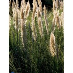 Pampasgræs Cortaderia Selloana 'Evita' 3 Liter Potte -Siriu Planter Butik mi11125 cortaderia selloana evita db4e