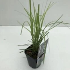 Pampasgræs 'Rosea' Cortaderia Selloana 'Rosea' Potte 2 Liter. -Siriu Planter Butik mi11128 cortaderia selloana rosea a09a