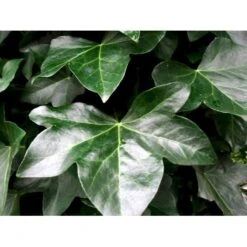 Storbladet Efeu 'Hestor' Hedera Hibernica 'Hestor' Potte 0,5 Liter -Siriu Planter Butik mi1161 hedera hibernica hestor 0ce0