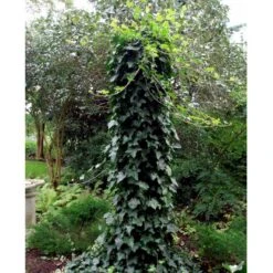 Storbladet Efeu 'Hestor' Hedera Hibernica 'Hestor' Potte 0,5 Liter -Siriu Planter Butik mi1161 hedera hibernica hestor 4b25