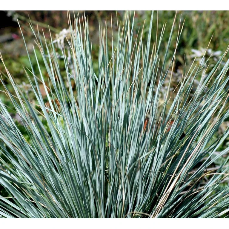 Alpehavre Helictotrichon Sempervirens 1 Liter Potte 5 Alpehavre Helictotrichon Sempervirens 1 Liter Potte - Billede 3