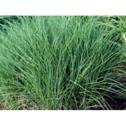 Lav Elefantgræs 'Kleine Silberspinne' Miscanthus Sinensis 'Kleine Silberspinne' Potte 2 Liter. -Siriu Planter Butik mi12741 miscanthus sin kleine silberspinne d2b6