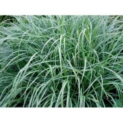 Kinesisk Græs Miscanthus Sinensis 'Hermann Müssel' 3,0 Liter Potte -Siriu Planter Butik mi12747 miscanthus sinensis hermann muessel 61d3