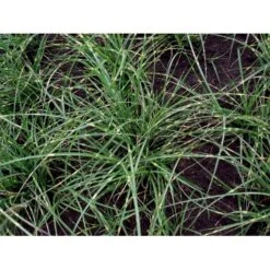 Dværg Zebragræs 'Little Zebra' Miscanthus Sinensis 'Little Zebra' Potte 2 Liter. -Siriu Planter Butik mi12750 miscanthus sinensis little zebra 0687