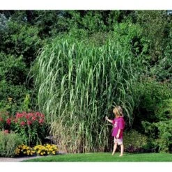 Stor Elefantgræs 'Giganteus' Miscanthus Sinensis 'Giganteus' Potte 2 Liter. -Siriu Planter Butik mi12758 miscanthus floridus 62d8