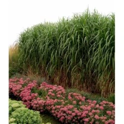 Stor Elefantgræs 'Giganteus' Miscanthus Sinensis 'Giganteus' Potte 2 Liter. -Siriu Planter Butik mi12758 miscanthus floridus 6a84