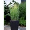 Staudehirse Panicum Virgatum 'Heavy Metal' 1 Liter Potte -Siriu Planter Butik mi12967 panicum virgatum heavy metal 7fde