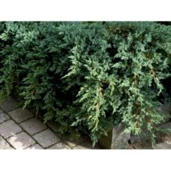 Lavtvoksende Blå Enebær 'Blue Carpet' Juniperus Squamata 'Blue Carpet' Potte 3,0 Liter,- 30-40 Cm. -Siriu Planter Butik mi1374 juniperus squamata blue carpet 4f36
