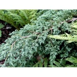 Lavtvoksende Blå Enebær 'Blue Carpet' Juniperus Squamata 'Blue Carpet' Potte 3,0 Liter,- 30-40 Cm. -Siriu Planter Butik mi1374 juniperus squamata blue carpet c102