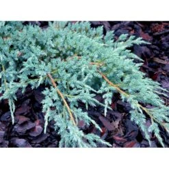 Lavtvoksende Blå Enebær 'Blue Carpet' Juniperus Squamata 'Blue Carpet' Potte 3,0 Liter,- 30-40 Cm. -Siriu Planter Butik mi1374 juniperus squamata blue carpet c7ab
