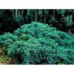 Lavtvoksende Blå Enebær 'Blue Star' Juniperus Squamata 'Blue Star' Potte 5,0 Liter,- 25-30 Cm. -Siriu Planter Butik mi1375 juniperus squamata blue star 64f1