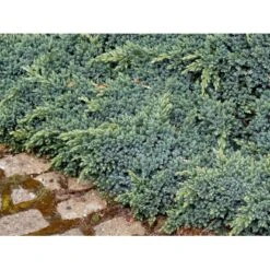 Lavtvoksende Blå Enebær 'Blue Star' Juniperus Squamata 'Blue Star' Potte 5,0 Liter,- 25-30 Cm. -Siriu Planter Butik mi1375 juniperus squamata blue star a8bd