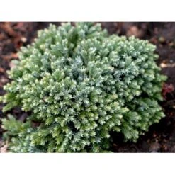 Lavtvoksende Blå Enebær 'Blue Star' Juniperus Squamata 'Blue Star' Potte 5,0 Liter,- 25-30 Cm. -Siriu Planter Butik mi1375 juniperus squamata blue star f8ae
