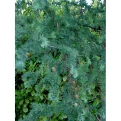 Japansk Lærk 'Diana' Larix Kaempferi 'Diana' Opstammet 90 Cm. 7,5 Liter Potte -Siriu Planter Butik mi1406 larix kaempferi diana b8d9