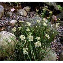 Snefrytle Luzula Nivea Plugs I Bakke -Siriu Planter Butik mi1477 luzula nivea 449e