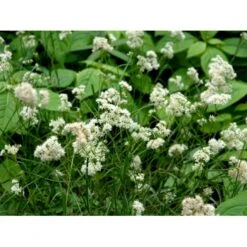 Snefrytle Luzula Nivea Plugs I Bakke -Siriu Planter Butik mi1477 luzula nivea 52df