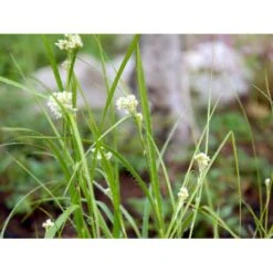 Snefrytle Luzula Nivea Plugs I Bakke -Siriu Planter Butik mi1477 luzula nivea d8c7