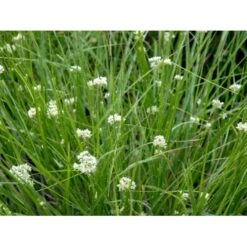 Snefrytle Luzula Nivea Plugs I Bakke -Siriu Planter Butik mi1477 luzula nivea dbdf