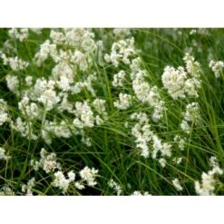 Snefrytle Luzula Nivea Plugs I Bakke -Siriu Planter Butik mi1477 luzula nivea f503