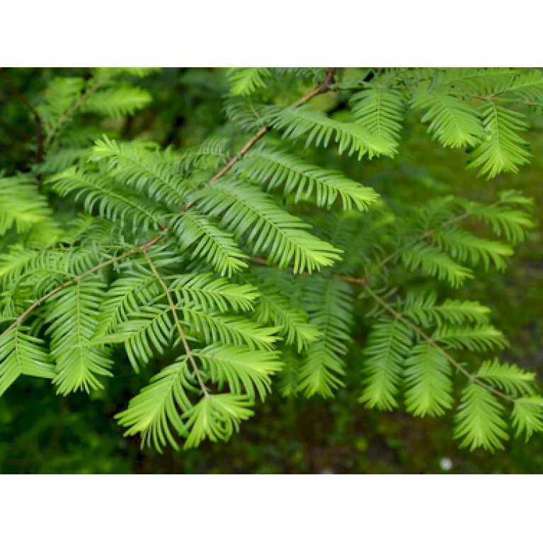 Vandgran Metasequoia Glyptostroboides Heister 175-200 Cm. Med Potte 5 Vandgran Metasequoia Glyptostroboides Heister 175-200 Cm. Med Potte - Billede 3