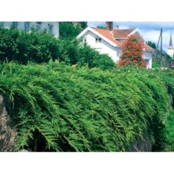 Østsibirisk Enebær Microbiota Decussata Potte 2,0 Liter,- 25-30 Cm. -Siriu Planter Butik mi1570 microbiota decussata aa1a