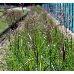 Elefantgræs 'Malepartus' Miscanthus Sinensis 'Malepartus' 3,0 Liter Potte -Siriu Planter Butik mi1578 miscanthus sinensis malepartus fe5b