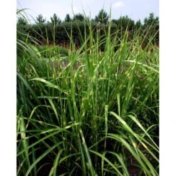 Zebragræs 'Strictus' Miscanthus Sinensis 'Strictus' Potte 2 Liter. -Siriu Planter Butik mi1579 miscanthus sinensis strictus 3167