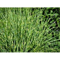 Zebragræs 'Strictus' Miscanthus Sinensis 'Strictus' Potte 2 Liter. -Siriu Planter Butik mi1579 miscanthus sinensis strictus a67a